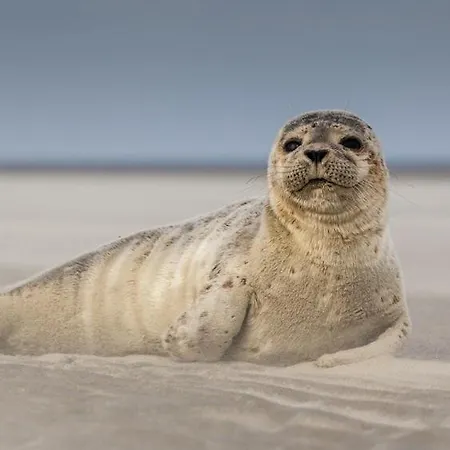 Apartment 150m Coeur De Berck